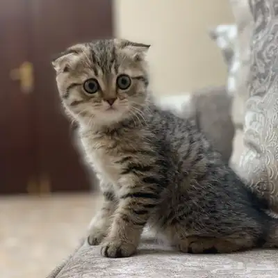 قطه سكوتش فولد للبيع   تايقر   انثي 0