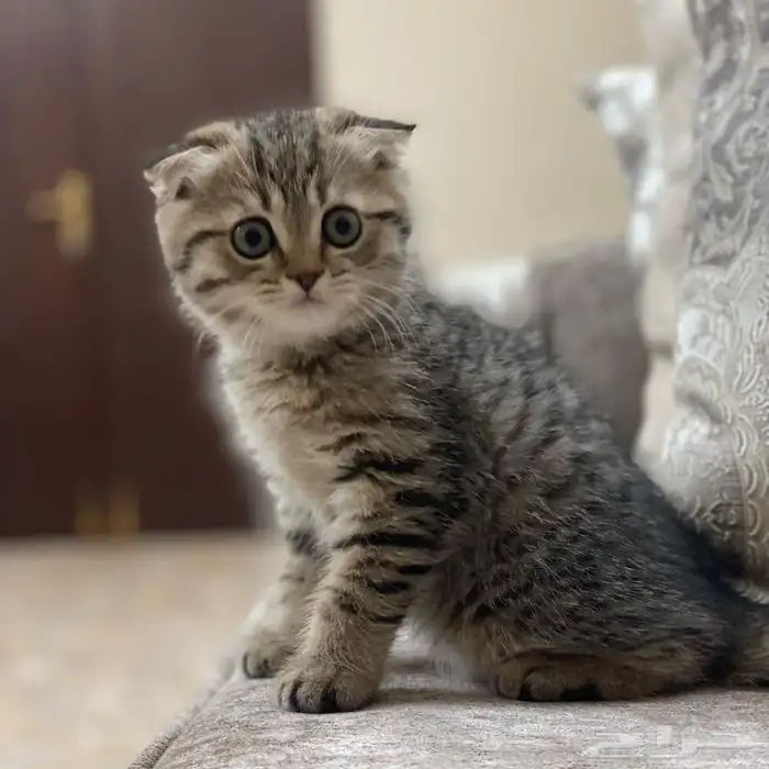 قطه سكوتش فولد للبيع   تايقر   انثي 0