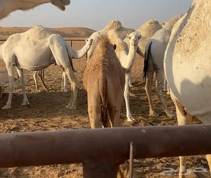 قعود عمره 4 شهور ونص على الحليب والبرسيم 0