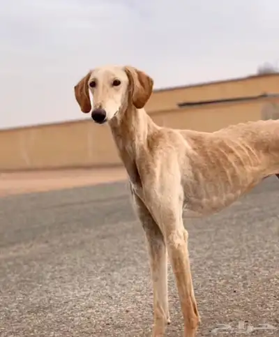 مطلوب سلقه 0