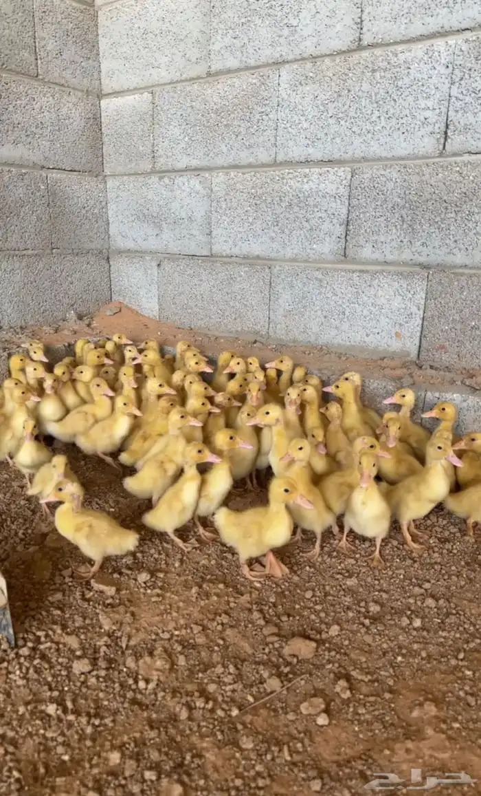 يتوفر صوص بط 1