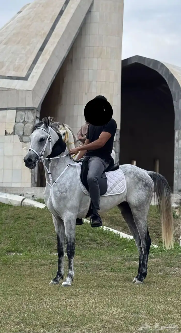 حصان مكس واهو 4