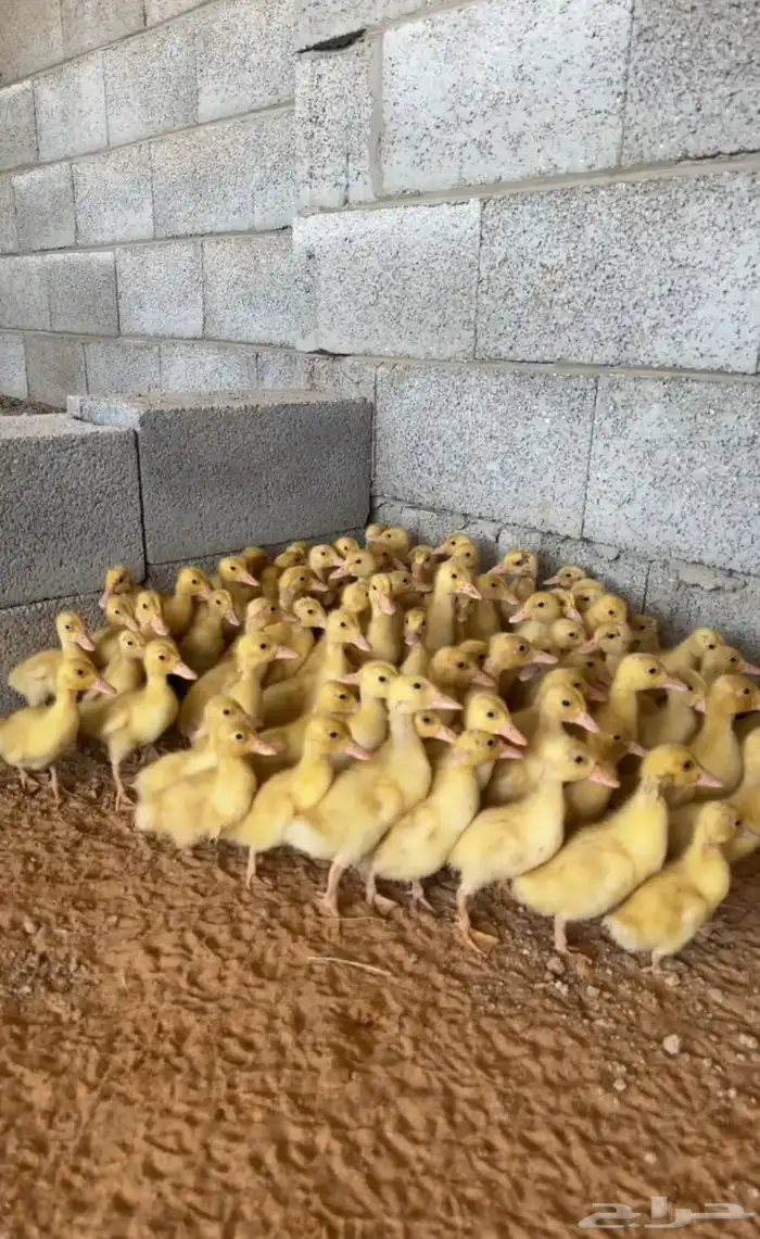 يتوفر صوص بط 0