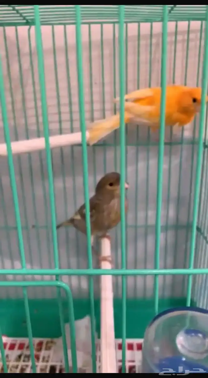 جوز كناري للبيع 2