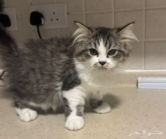 قطط شيرازي مستوى عالي 0