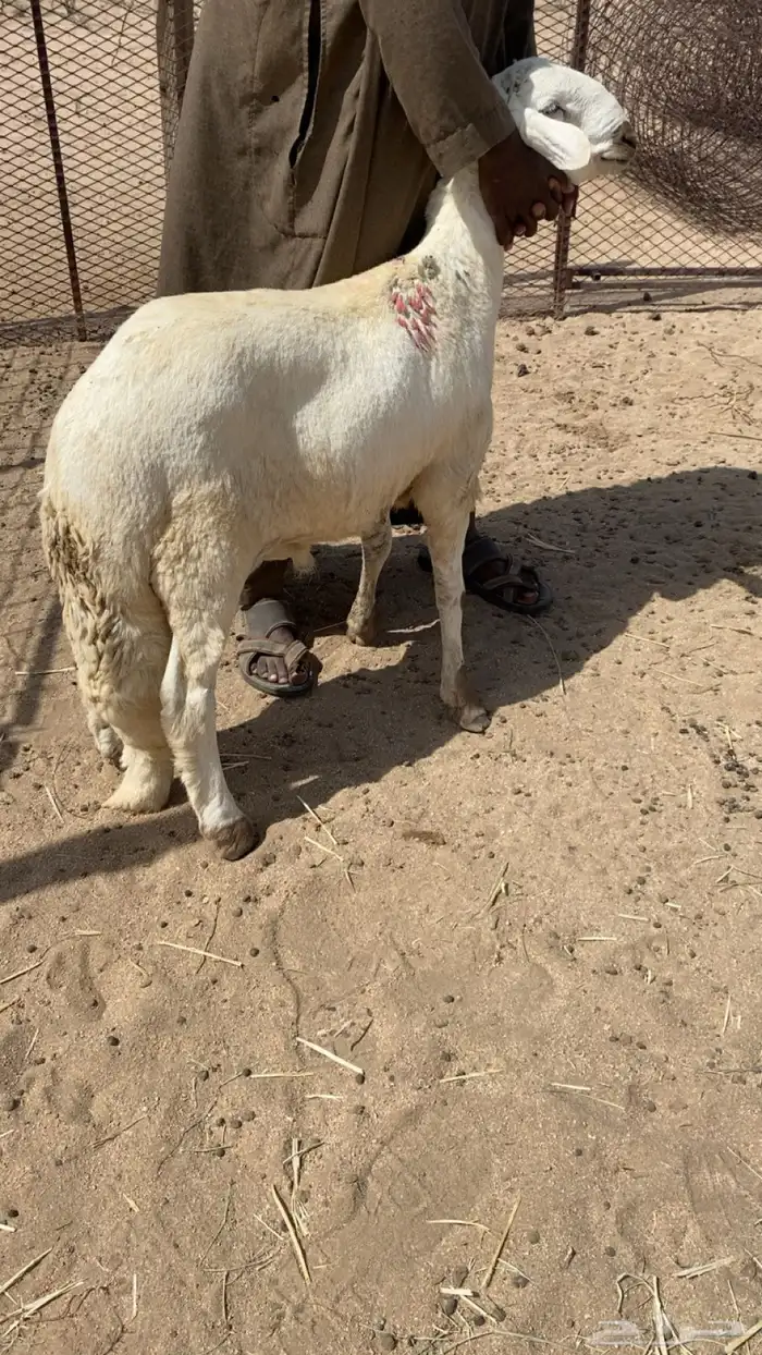 طليان سواكني شحم جذعان شرط 3