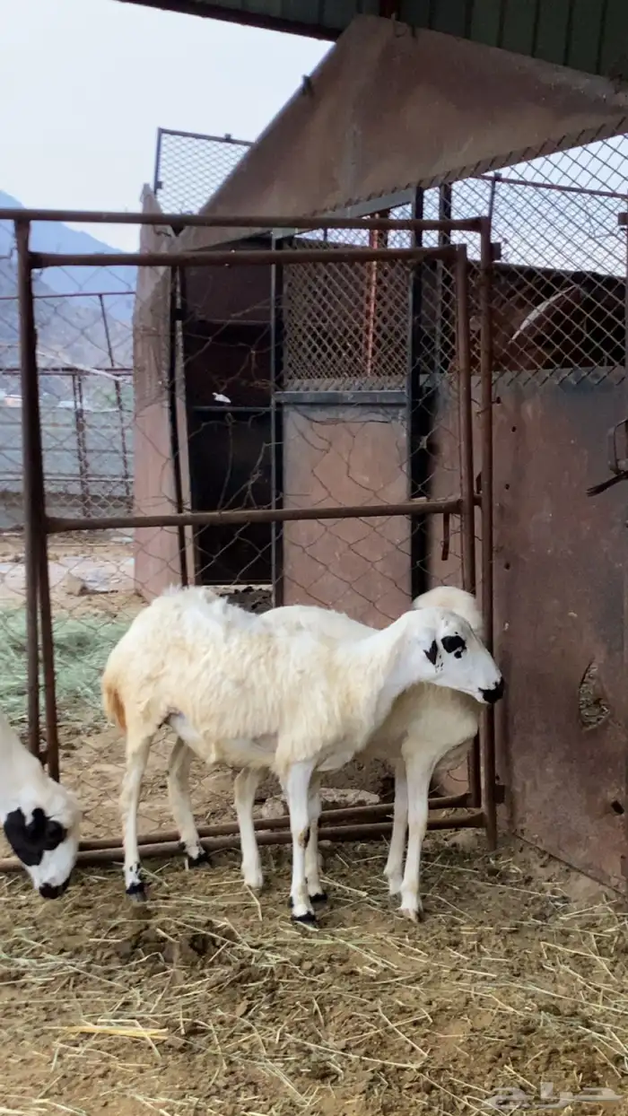 رخال طيبة وسمن وصحتها جيدة 1