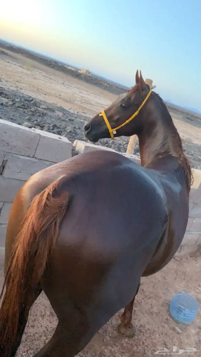 حصان شعبي سبوق وطرب العمر6سنوات 0
