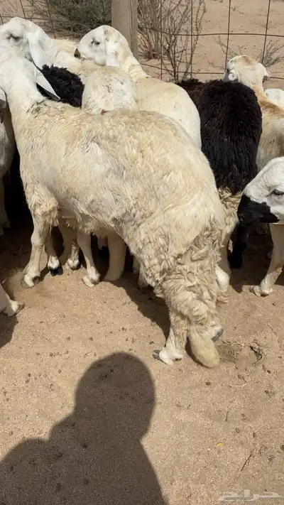 طليان سواكني شحم جذعان شرط index