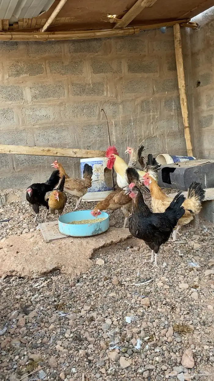 دجاج بلدي الصحه شرط 6