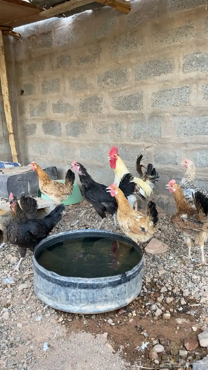 دجاج بلدي الصحه شرط 3
