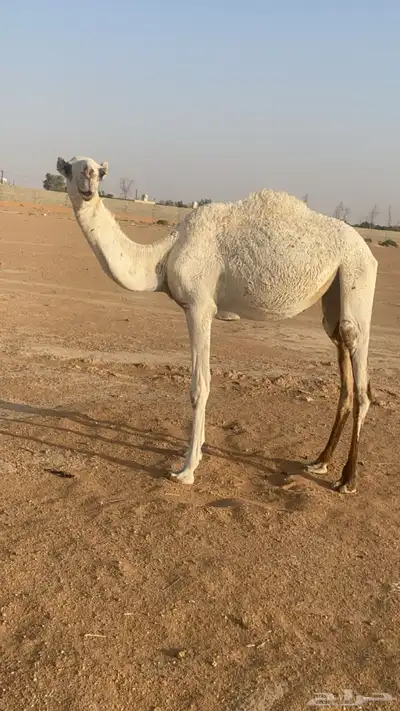 بكره index