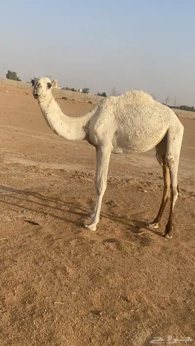 بكره index