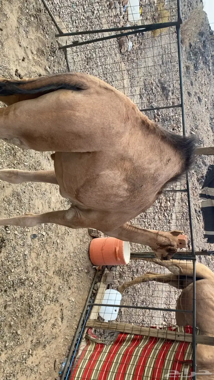 بكره على الحليب والبرسيم 1
