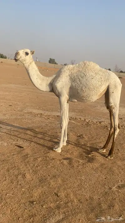 بكره index