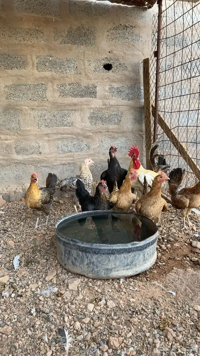 دجاج بلدي الصحه شرط 2