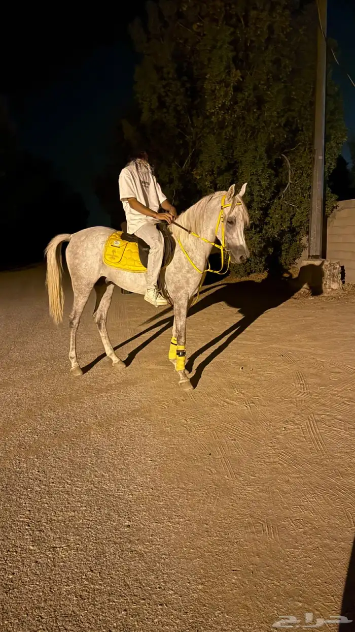 حصان واهو شيخ 7