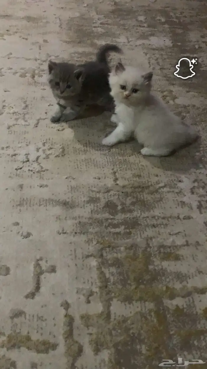قط ذكر من فصيلة بيرشين هيمالايا (Persian Himalayan) 1