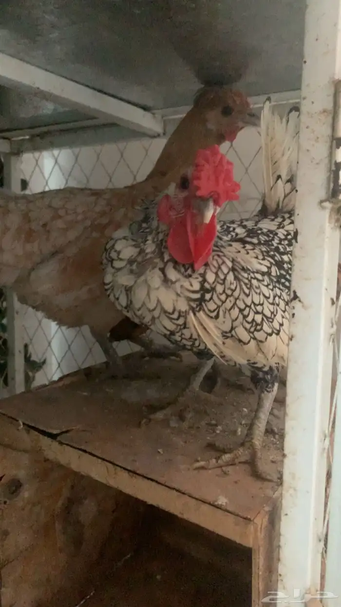 جوز سبرايت ديك ودجاجه للبيع 0