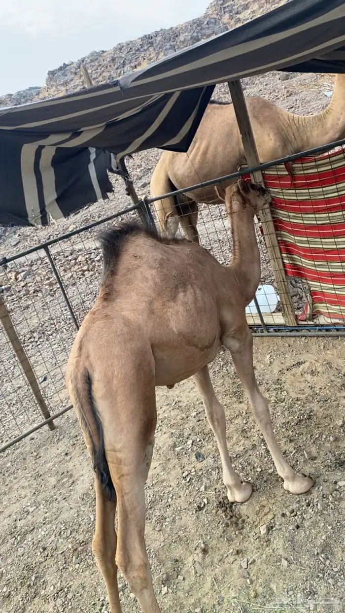 بكره على الحليب والبرسيم 0