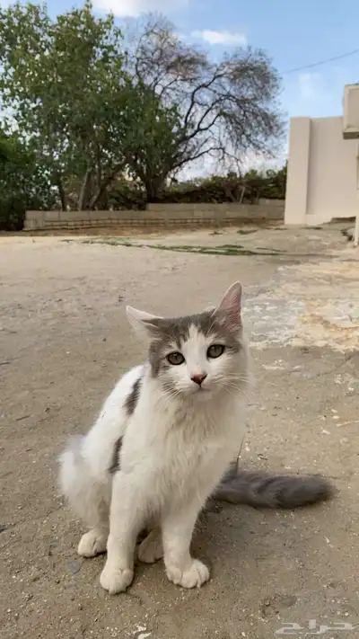 قطه جميله اليفه للبيع تواصل خاص 0