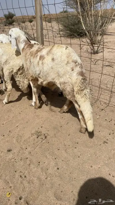 طليان سواكني شحم جذعان شرط index