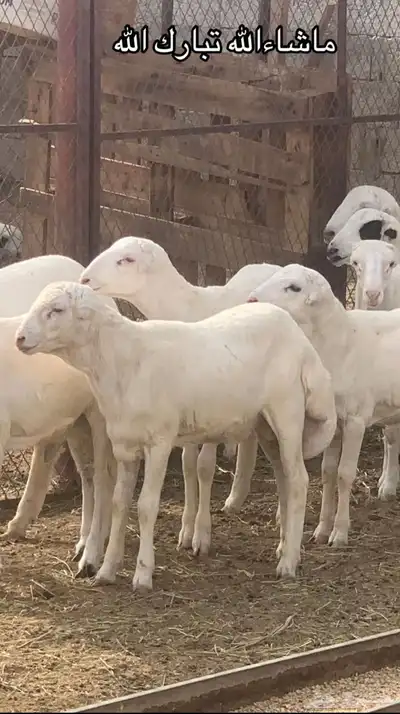 مشروع فحل إنتاج مراح الريان 0