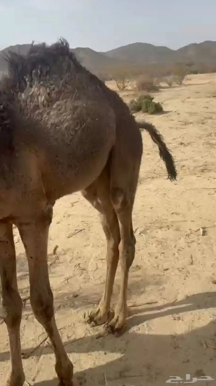 قعود لباني على حليب امه اثمان 4
