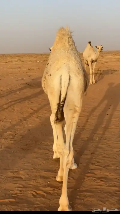 حشو طيبه index