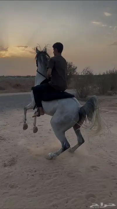 حصان شعبي index