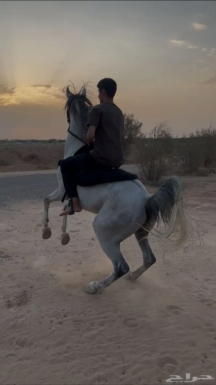 حصان شعبي 1