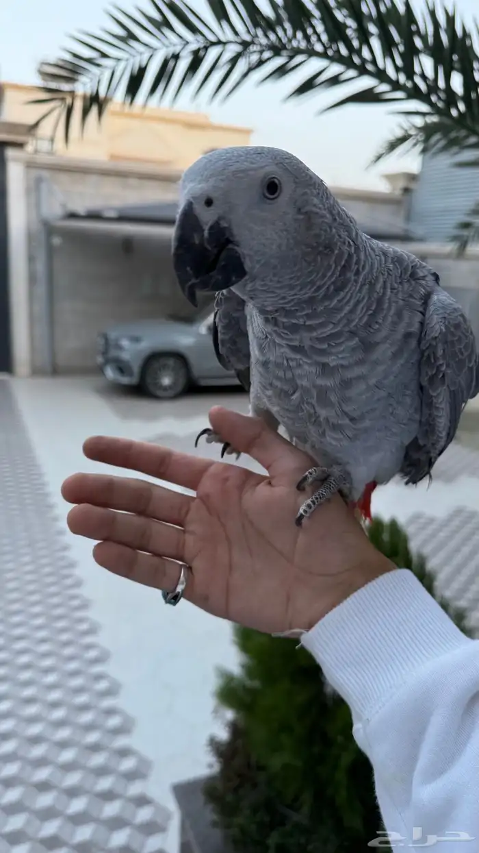 ببغاء كاسكو للبيع 6