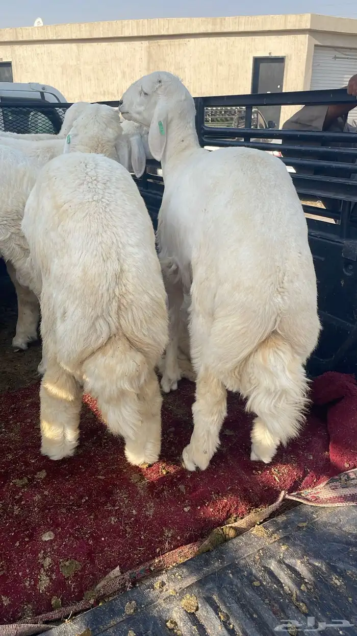 حريات وسواكن جذعان بيض وحمر ونعيم بلدي نضيفف 4