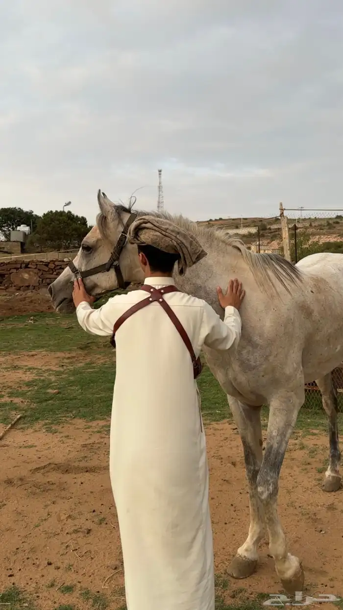 خيل كفو شيخخ 0