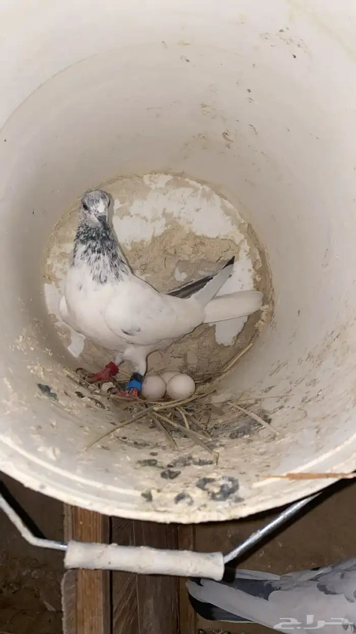 حمام باكستاني منتج شرط 0