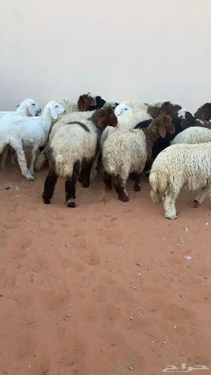 22 رخل نعيمي وحرية طيبه 8