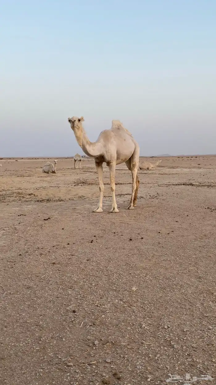 بكره وضحا كفو حقه اقدمو يا عشاقه الزين 2