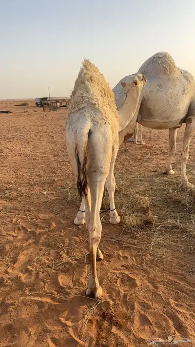 حشو طيبه index