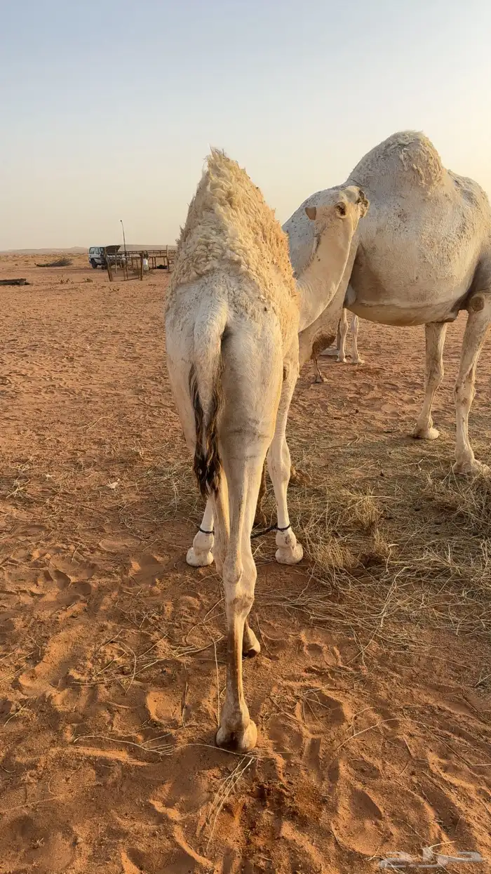حشو طيبه 8