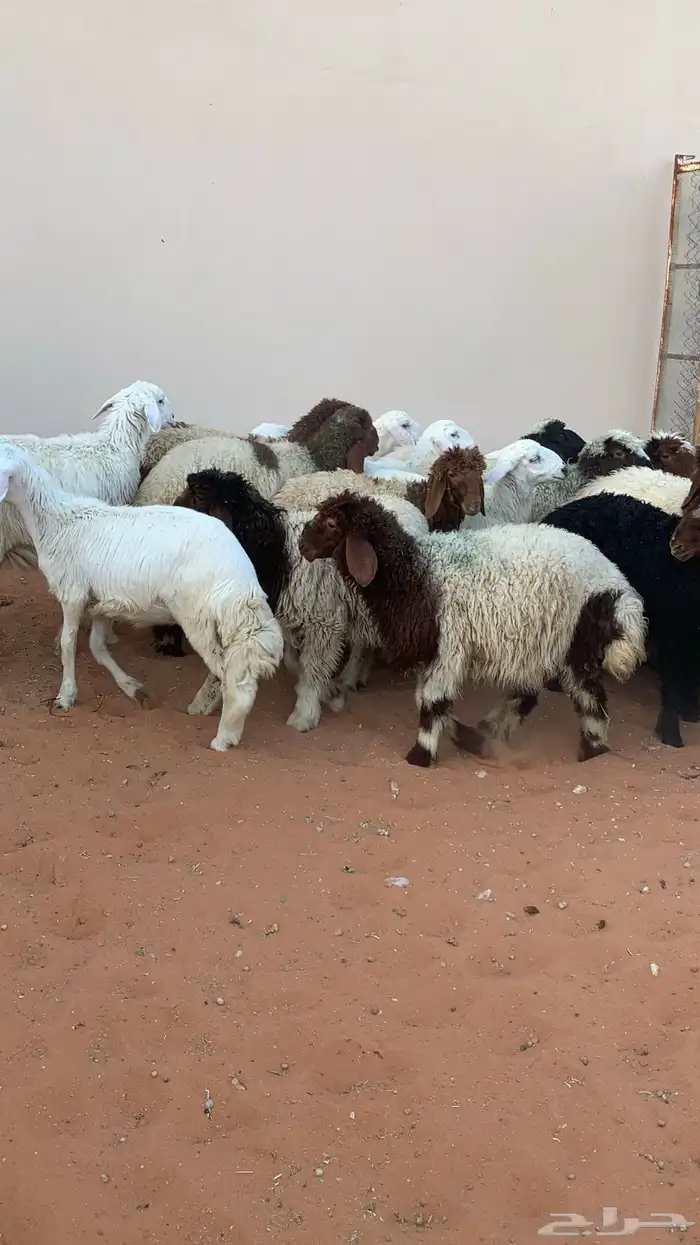 22 رخل نعيمي وحرية طيبه 3
