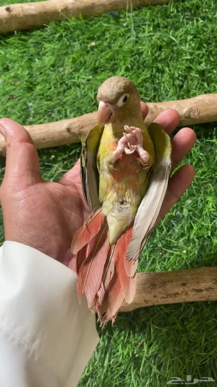 كنيور وليف فرخ ( تم البيع ) 8