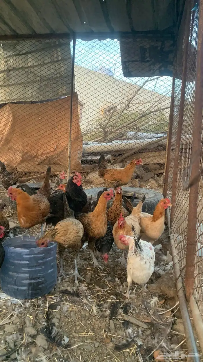 دجاج بلدي 3