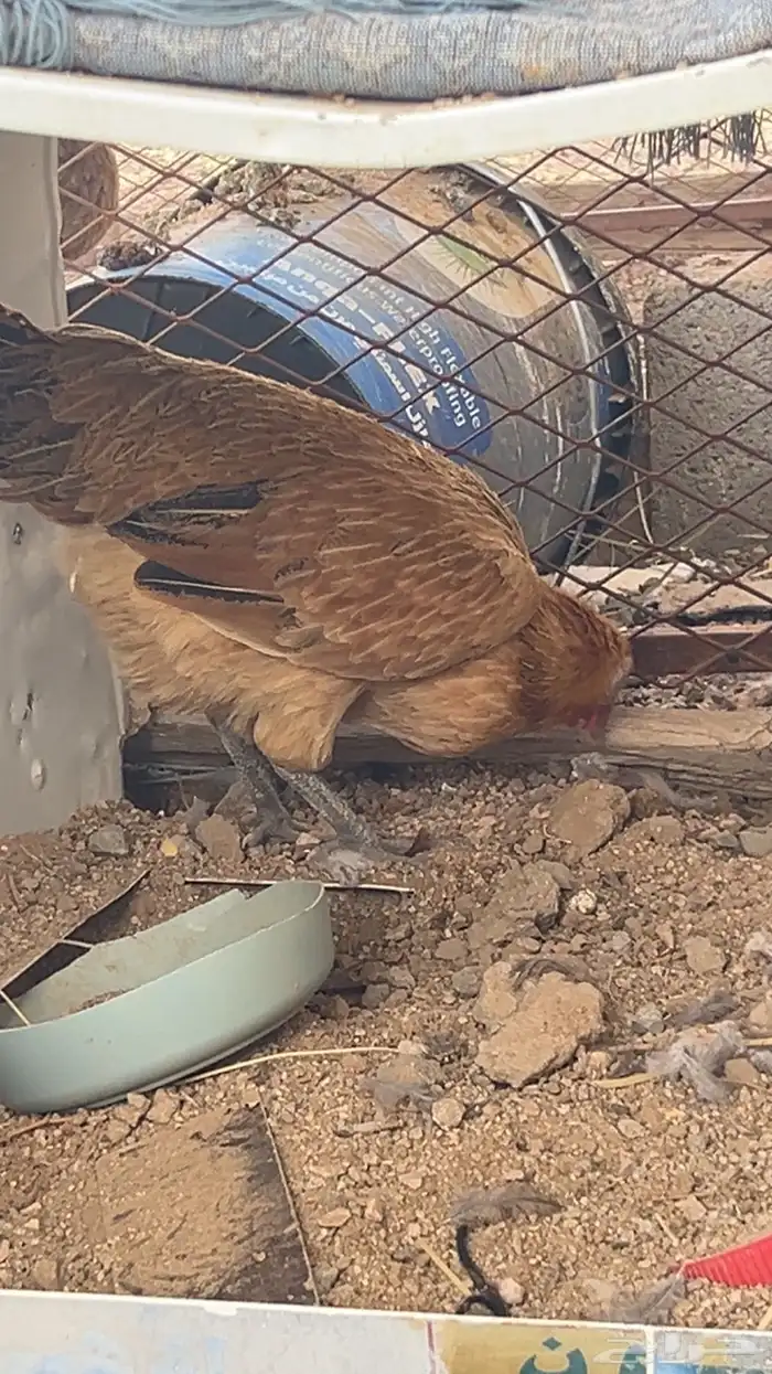 دجاج مع شبكه للبيع رفائع الجمش 4
