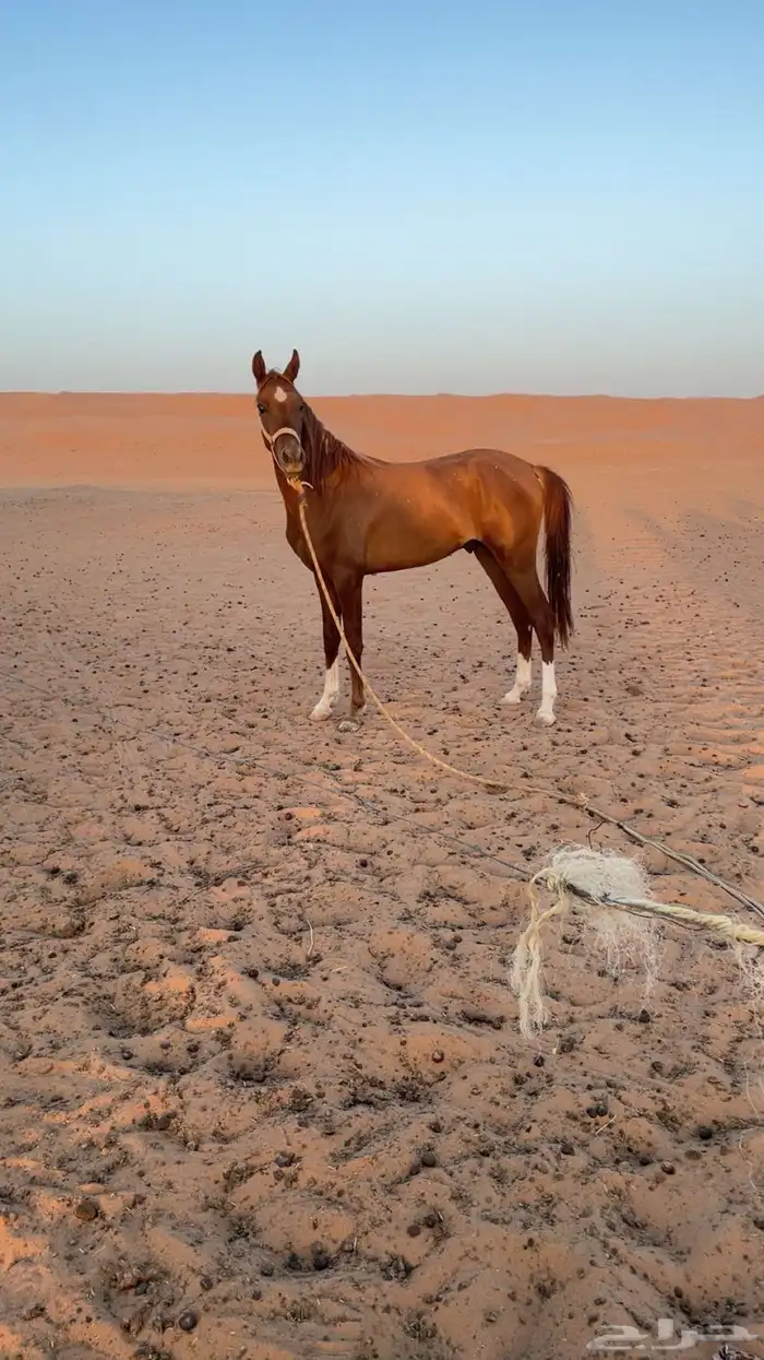 مهر شعبي كفو امه شعبيه وبوه شعبي و المهر طيب 2