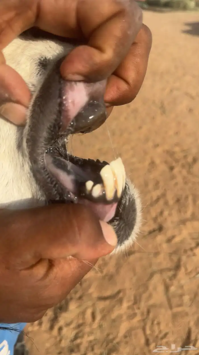 شاه نجديه دافع شرط فحص سونار 3