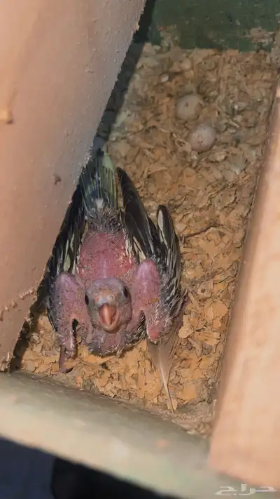 المرور القديم 0