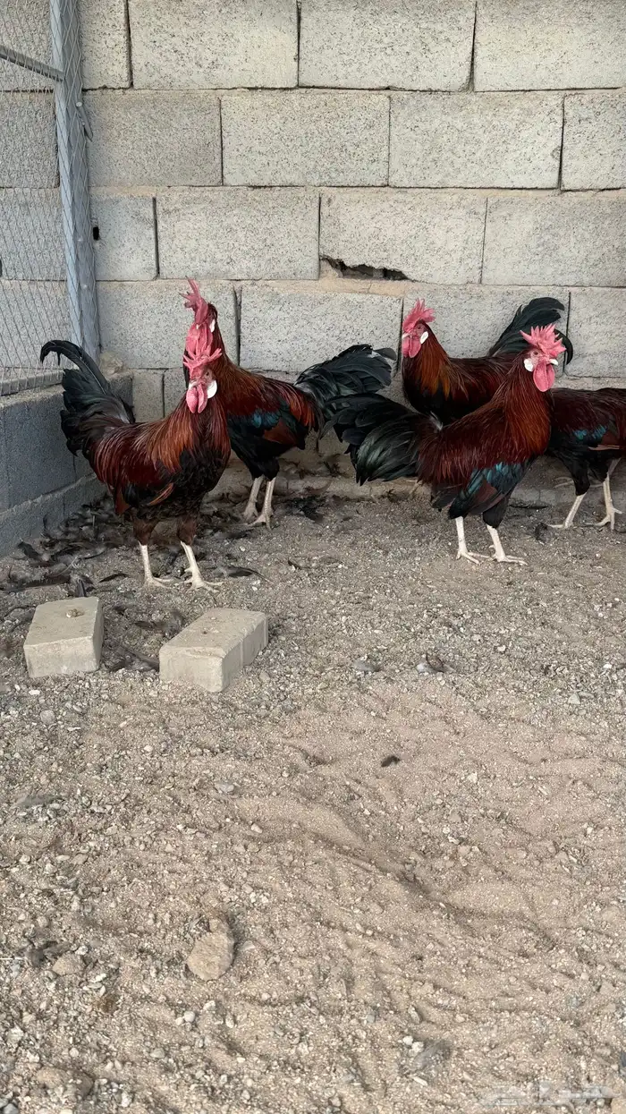 تم البيع 1