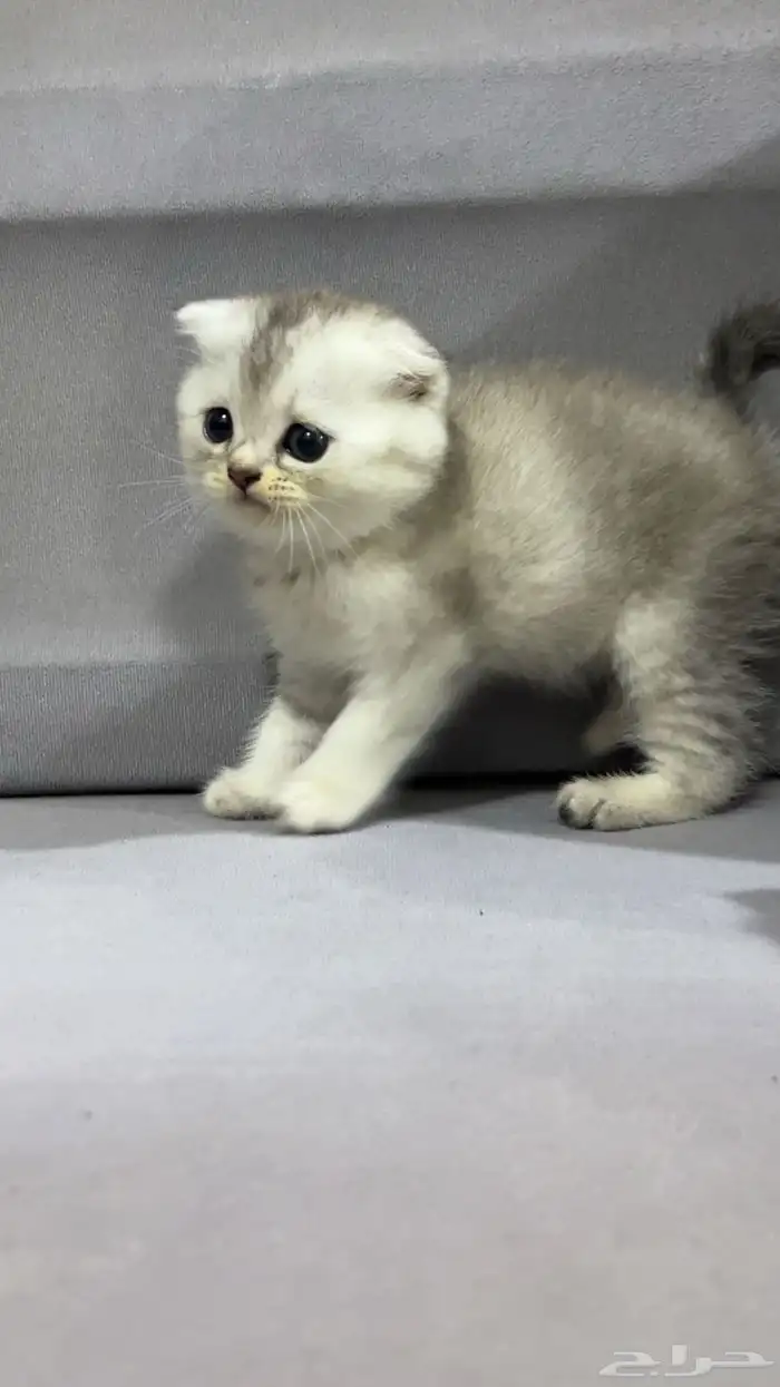 قطط سكوتش فولد 2