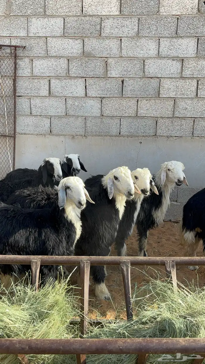 خرفان نجد ب 1450 7