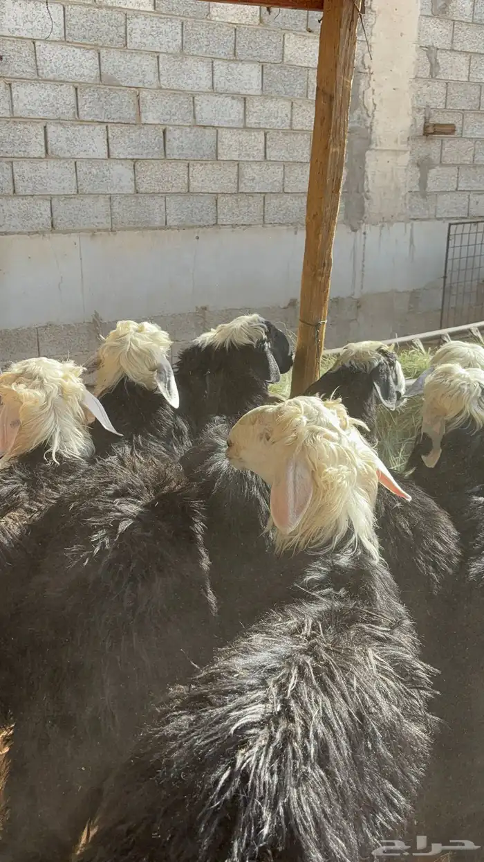 خرفان نجد ب 1450 1